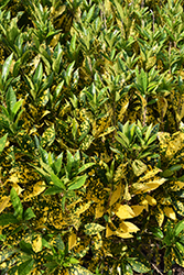 Gold Dust Variegated Croton (Codiaeum variegatum 'Gold Dust') at Canadale Nurseries