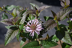 Midnight Oil Eastern Beebalm (Monarda bradburiana 'Midnight Oil') at Canadale Nurseries