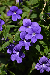 Endless Illumination Browallia (Browallia 'UNHBR12') at Canadale Nurseries