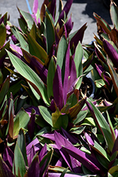 Moses In The Cradle (Tradescantia spathacea) at Canadale Nurseries