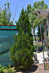 Spartan Juniper (Juniperus chinensis 'Spartan') at Canadale Nurseries