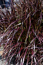 Purple Fountain Grass (Pennisetum setaceum 'Rubrum') at Canadale Nurseries