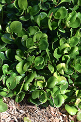Baby Rubber Plant (Peperomia obtusifolia) at Canadale Nurseries