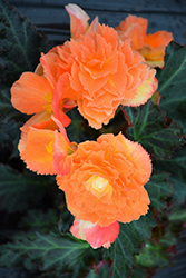 I'Conia Portofino Sunrise Begonia (Begonia 'I'Conia Portofino Sunrise') at Canadale Nurseries