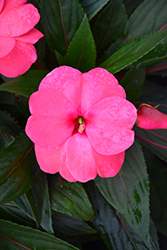 Sonic Pink New Guinea Impatiens (Impatiens 'Sonic Pink') at Canadale Nurseries