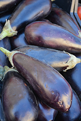 Black Beauty Eggplant (Solanum melongena 'Black Beauty') at Canadale Nurseries