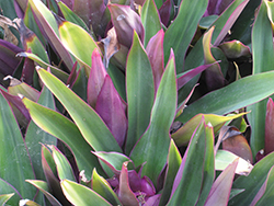 Moses In The Cradle (Tradescantia spathacea) at Canadale Nurseries