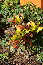 Variegated Croton (Codiaeum variegatum var. pictum) at Canadale Nurseries