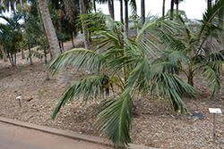 Kentia Palm (Howea forsteriana) at Canadale Nurseries