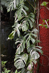 Thai Constellation Monstera (Monstera deliciosa 'Thai Constellation') at Canadale Nurseries