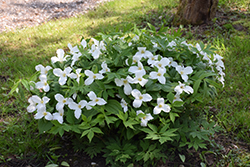 Great White Trillium (Trillium grandiflorum) at Canadale Nurseries