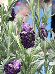 Spanish Lavender (Lavandula stoechas) at Canadale Nurseries
