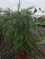 Cat Palm (Chamaedorea cataractarum) at Canadale Nurseries