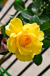 Sparkle And Shine Rose (Rosa 'WEKjunjuc') at Canadale Nurseries