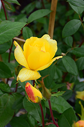Golden Showers Rose (Rosa 'Golden Showers') at Canadale Nurseries