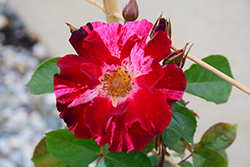 Fourth of July Rose (Rosa 'Fourth of July') at Canadale Nurseries