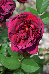 Darcey Bussell Rose (Rosa 'Darcey Bussell') at Canadale Nurseries
