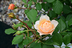 Roald Dahl Rose (Rosa 'Ausowlish') at Canadale Nurseries