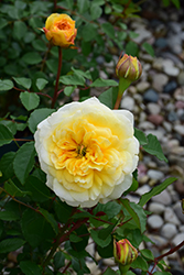 The Poet's Wife Rose (Rosa 'The Poet's Wife') at Canadale Nurseries