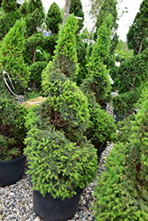 Dwarf Alberta Spruce (Picea glauca 'Conica (spiral)') at Canadale Nurseries