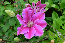 Dr. Ruppel Clematis (Clematis 'Dr. Ruppel') at Canadale Nurseries