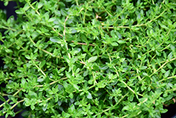 Rupturewort (Herniaria glabra) at Canadale Nurseries