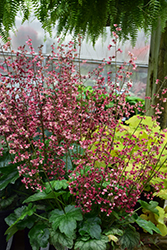 Berry Timeless Coral Bells (Heuchera 'Berry Timeless') at Canadale Nurseries