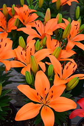 Matrix Orange Lily (Lilium 'Matrix Orange') at Canadale Nurseries