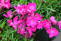 Beauties Kahori Pinks (Dianthus 'Kahori') at Canadale Nurseries