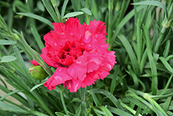 Fruit Punch Cranberry Cocktail Pinks (Dianthus 'Cranberry Cocktail') at Canadale Nurseries