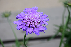 Butterfly Blue Pincushion Flower (Scabiosa 'Butterfly Blue') at Canadale Nurseries