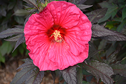 Summerific Evening Rose Hibiscus (Hibiscus 'Evening Rose') at Canadale Nurseries