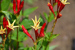 Little Redhead Indian Pink (Spigelia marilandica 'Little Redhead') at Canadale Nurseries