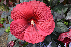 Summerific Holy Grail Hibiscus (Hibiscus 'Holy Grail') at Canadale Nurseries
