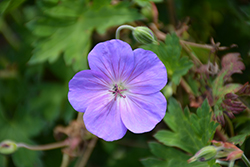 Rozanne Cranesbill (Geranium 'Rozanne') at Canadale Nurseries