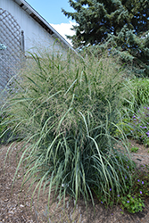 Northwind Switch Grass (Panicum virgatum 'Northwind') at Canadale Nurseries
