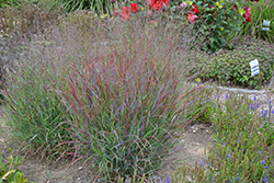 Cheyenne Sky Switch Grass (Panicum virgatum 'Cheyenne Sky') at Canadale Nurseries