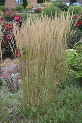 El Dorado Feather Reed Grass (Calamagrostis x acutiflora 'El Dorado') at Canadale Nurseries