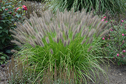 Puppy Love Fountain Grass (Pennisetum alopecuroides 'Puppy Love') at Canadale Nurseries