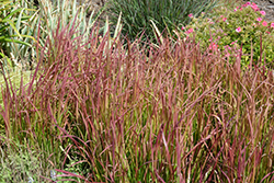 Red Baron Japanese Blood Grass (Imperata cylindrica 'Red Baron') at Canadale Nurseries