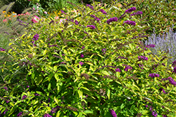 Monarch Crown Jewels Butterfly Bush (Buddleia 'Crown Jewels') at Canadale Nurseries