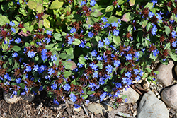 Plumbago (Ceratostigma plumbaginoides) at Canadale Nurseries