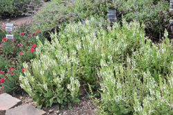 White Profusion Meadow Sage (Salvia nemorosa 'White Profusion') at Canadale Nurseries