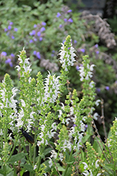 White Profusion Meadow Sage (Salvia nemorosa 'White Profusion') at Canadale Nurseries
