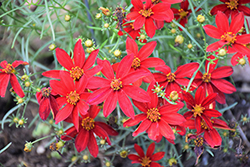 Sizzle And Spice Hot Paprika Tickseed (Coreopsis verticillata 'Hot Paprika') at Canadale Nurseries