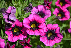 Superbells Blackcurrent Punch Calibrachoa (Calibrachoa 'BBCAL81801') at Canadale Nurseries