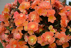 I'Conia Portofino Sunrise Begonia (Begonia 'I'Conia Portofino Sunrise') at Canadale Nurseries