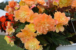 I'Conia Portofino Citrix Begonia (Begonia 'I'Conia Portofino Citrix') at Canadale Nurseries