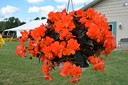 I'Conia Portofino Hot Orange Begonia (Begonia 'I'Conia Portofino Hot Orange') at Canadale Nurseries