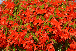 Waterfall Encanto Orange Begonia (Begonia boliviensis 'Encanto Orange') at Canadale Nurseries